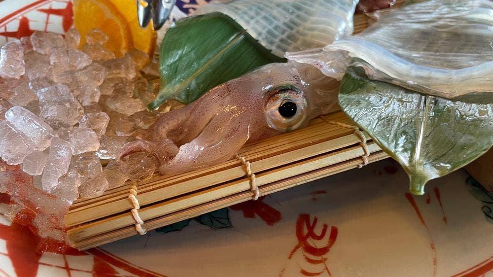 はつしろ