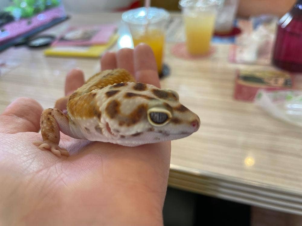 小動物カフェ はなはな