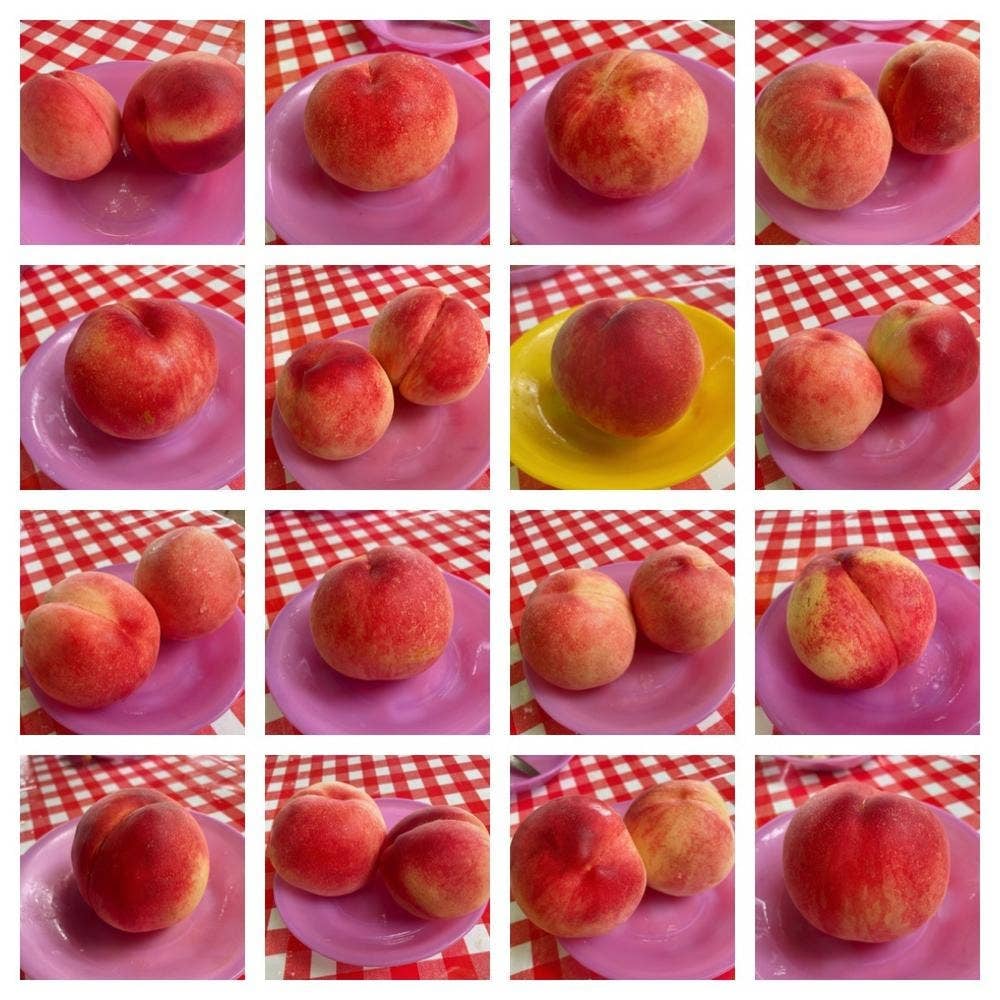 御坂農園グレープハウス