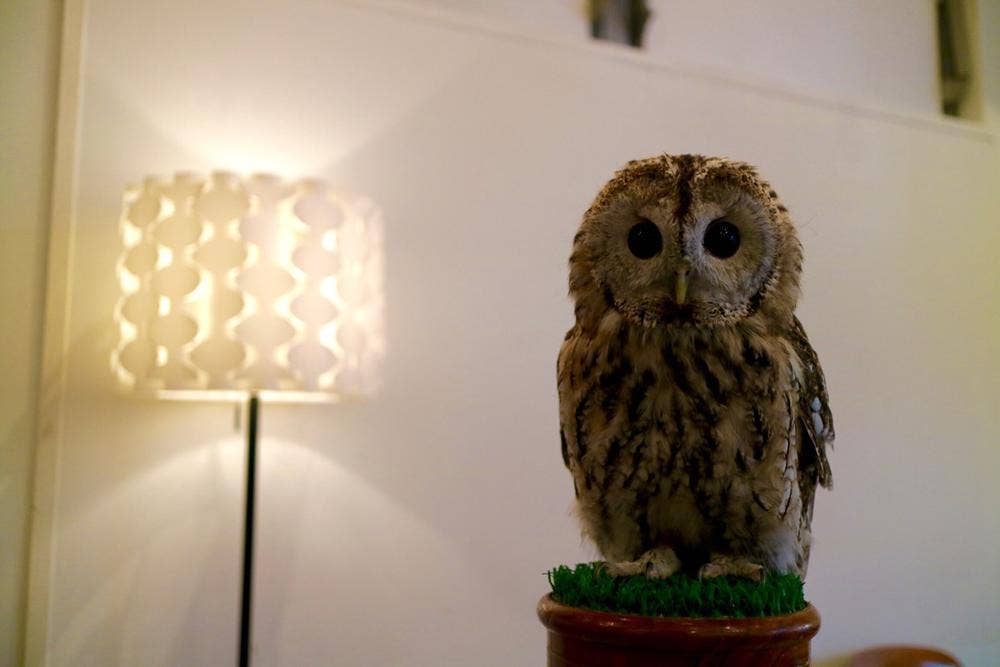 渋谷フクロウカフェ Cafe HOOT HOOT