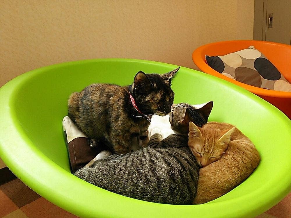 カフェ ニャンコプラス