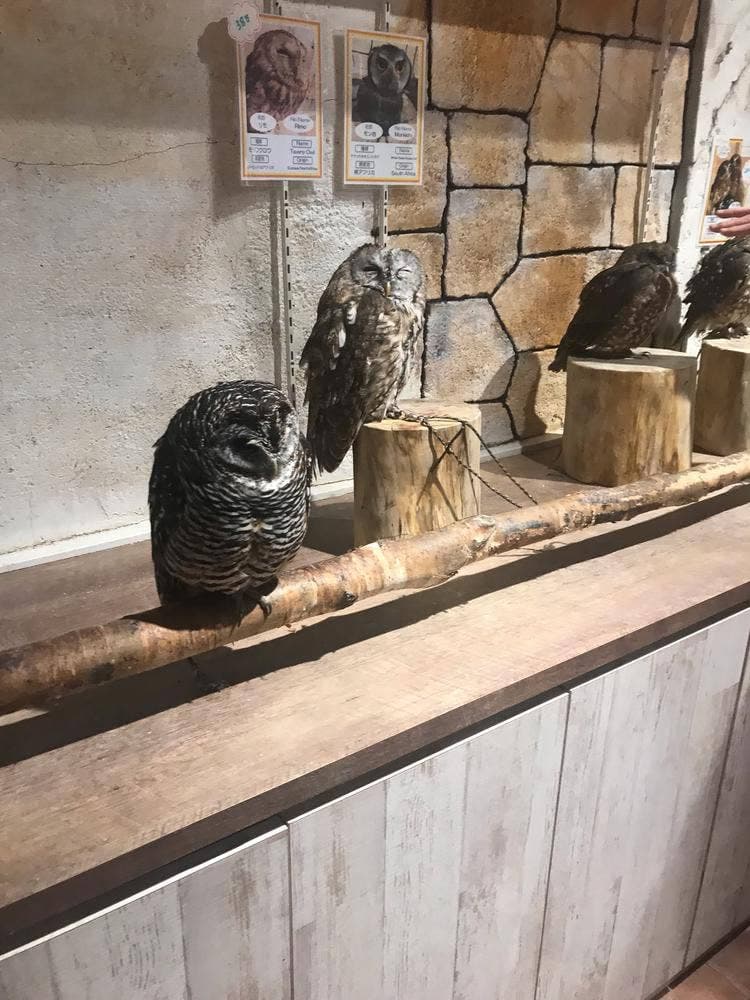 ふくろうのいるカフェ 天神