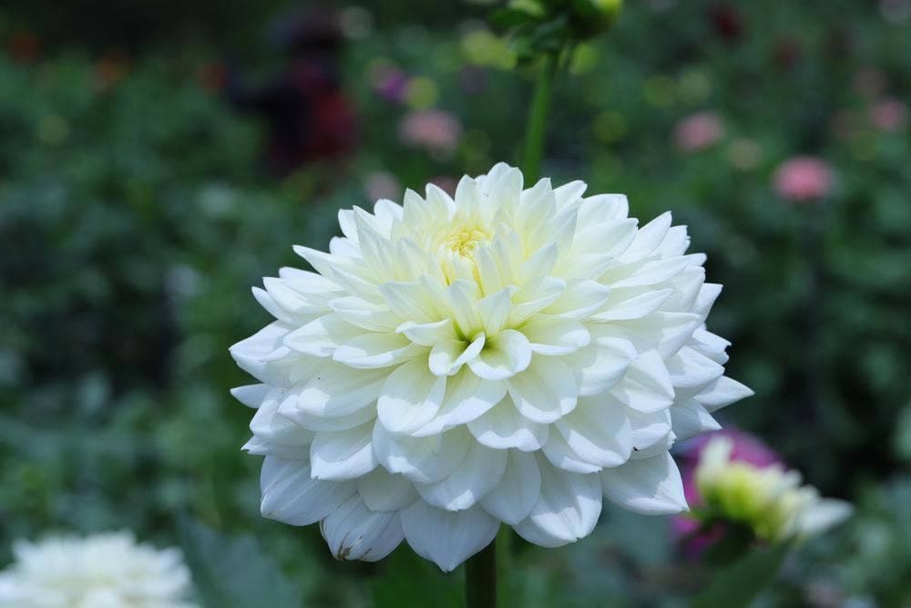 町田ダリア園 休憩所木花