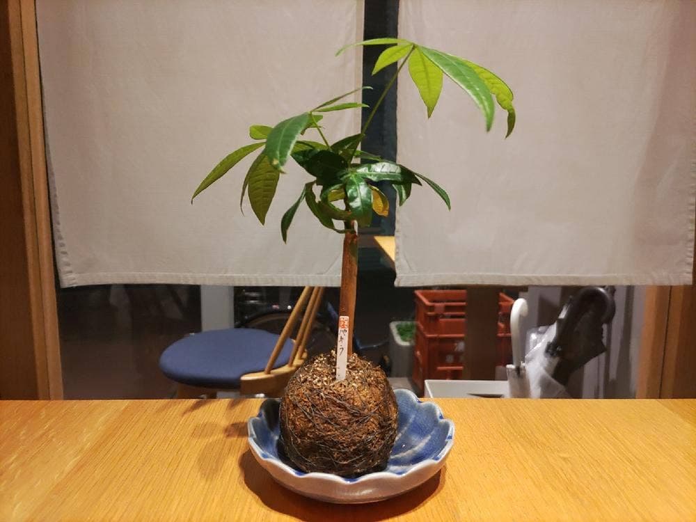 だし 和食 福もと