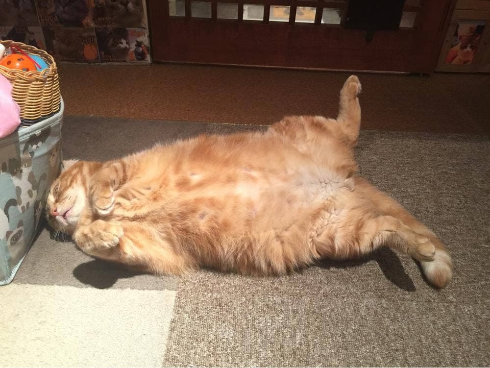 ねこ・JaLaLa