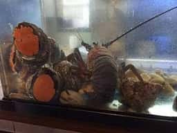 旬菜活魚こまつ