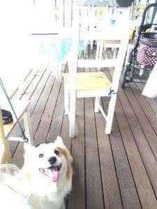 ドッグラン&カフェ LOVEWAN