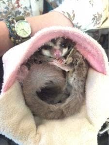 小動物カフェ ROCK STAR