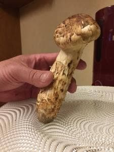 料理 かもせん
