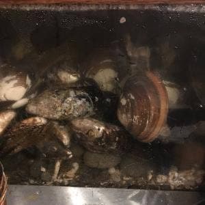 おふくろ貝介