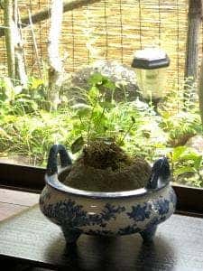 ビックシェフ