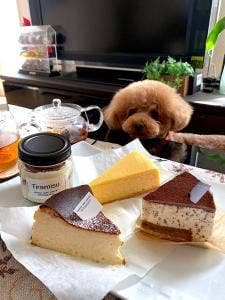 cheese cake mania! 稲沢店