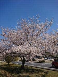 駅前マルシェ 道の駅 みやま公園