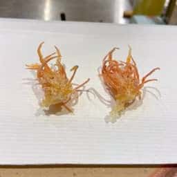 天ぷら 銀座おのでら 東銀座店