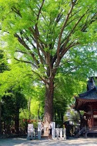 珈琲屋台 風薫る神社なおきち