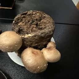 一茶のこみち美湯の宿