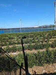 赤堀製茶場