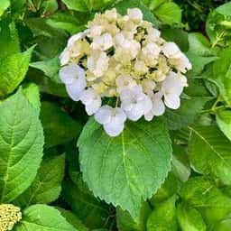 天下一ラーメン