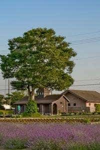 佐倉ラベンダーランド 売店