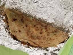 お好み焼一茶 ルミエール