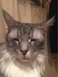 ねこ・JaLaLa