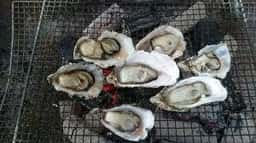 唐泊恵比須かき カキ小屋